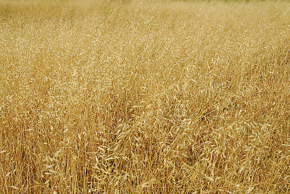 포토 JPG 해외이미지 나무 식물 음식 줄기 밭 농업 재료 자연 사람없음 초록색 여름 농작물 농장 봄 수확 성장 시골 개화 낟알 시리얼 밀 유기농 꽃가루 내추럴 알레르기 밭일 백신 호밀 세련 귀리 해외202004 해외포토 웰빙 계절 꽃 산업 컬러 의학 곡류 질병 가루 생태계 파일형식 이미지허브