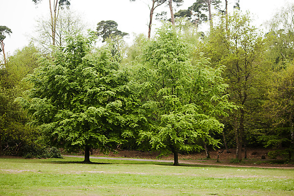 포토 JPG 해외이미지 나무 식물 계절 공원 길 잎 자국 자연 벽지 아침 새로움 그림자 풍경 사람없음 초록색 빛 햇빛 갈색 노란색 평화 환경 맑음 봄 광선 신선 숲 신비 오솔길 마법 내추럴 땅바닥 루트 삼림지대 해외202004 해외포토 주간 공공시설 컬러 컨셉 날씨 바닥 태양 생태계 파일형식 이미지허브