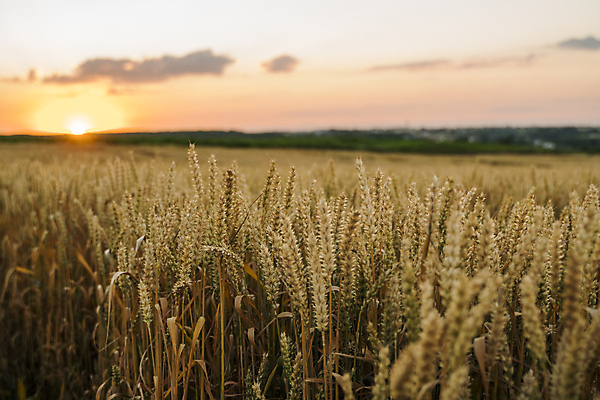 포토 JPG 해외이미지 주간 농업 하늘 풍경 사람없음 야외 농작물 농사 밀 보리 보리밭 밀밭 해외202004 해외포토 자연요소 산업 밭 곡류 파일형식 이미지허브