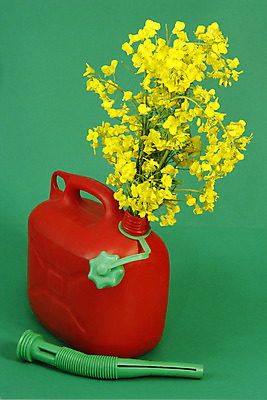 포토 JPG 해외이미지 식물 꽃 농업 사람없음 농작물 노란색 에너지 개화 연료 지구온난화 위기 카놀라 해외202004 해외포토 산업 컬러 기후변화 파일형식 이미지허브