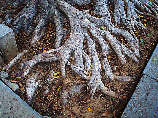 포토 JPG 해외이미지 나무 식물 공원 잎 자연 풍경 사람없음 야외 목재 환경 힘 흙 성장 숲 큼 열대우림 조경 뿌리 번짐 무화과 내추럴 땅바닥 이국적 해외202004 해외포토 공공시설 과일 재료 바닥 크기 생태계 파일형식 효과 이미지허브