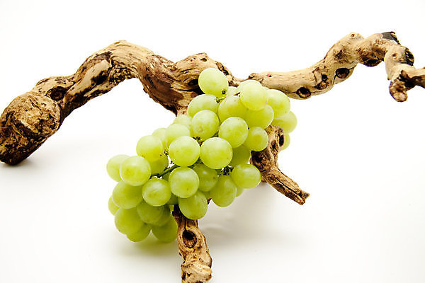 포토 JPG 해외이미지 음식 과일 포도 건강 사람없음 초록색 수확 나뭇가지 신선 맛 발사 먹기 흰배경 해외202004 해외포토 나무 컬러 백그라운드 컨셉 농업 모션 흰색 파일형식 이미지허브