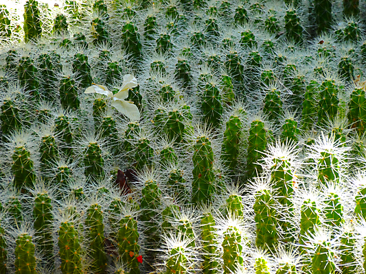 포토 JPG 해외이미지 나무 식물 꽃 줄기 잎 아프리카 자연 벽지 선인장 건조 풍경 사람없음 초록색 태양 정원 사막 터치 뜨거움 감각 가시 상처 숲 위험 날카로움 모로코 많음 강조 해외202004 해외포토 자연요소 나라 컬러 컨셉 생태계 파일형식 이미지허브