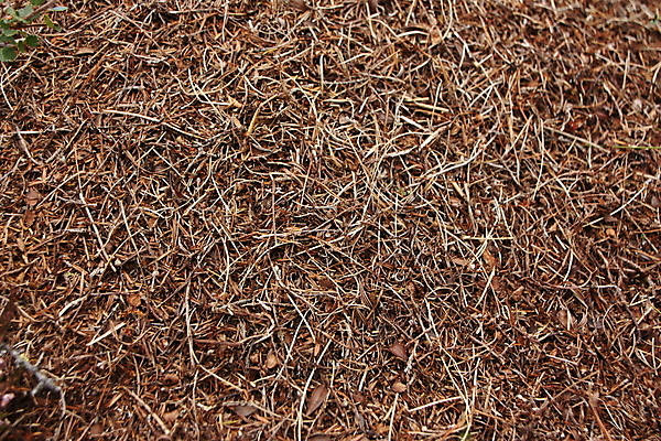 포토 JPG 해외이미지 나무 식물 동물 계절 야생동물 곤충 자연 사람없음 목재 가로 초록색 여름 갈색 환경 검은색 가을 소나무 황무지 둥지 숲 큼 땅 허브 언덕 바쁨 커뮤니티 개미 전나무 원뿔 식민지 가문비나무 해외202004 해외포토 도형 컬러 재료 크기 생태계 파일형식 이미지허브