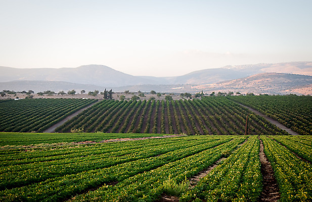 포토 JPG 해외이미지 공원 여행 밭 자연 산 풍경 사람없음 야외 초록색 여행객 계곡 침묵 중앙 북쪽 동쪽 이스라엘 전국 해외202004 해외포토 공공시설 컬러 농업 사람 소리 방향 생태계 서아시아 파일형식 이미지허브