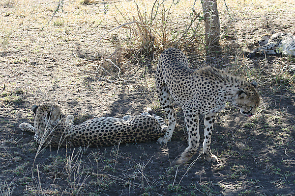 포토 JPG 해외이미지 동물 야생동물 백그라운드 포유류 아프리카 자연 털 사람없음 반려동물 고양이 힘 점 위험 큼 사파리 속도 육식동물 케냐 동쪽 치타 마사이족 보츠와나 사바나 전국 해외202004 해외포토 나라 컨셉 크기 방향 생태계 파일형식 이미지허브