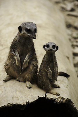 포토 JPG 해외이미지 동물 야생동물 2 포유류 청소년 서기 경비 성인 사람없음 사막 호기심 경보 미어캣 해외202004 해외포토 감정 컨셉 모션 안전 사람 보호 파일형식 이미지허브