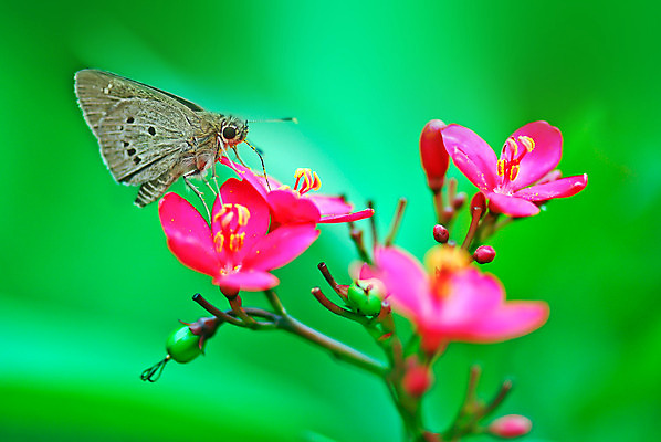 포토 JPG 해외이미지 식물 꽃 나비 꽃무늬 과일 자연 사람없음 빨간색 초록색 환경 정원 관목 해외202004 해외포토 나무 컬러 곤충 무늬 생태계 파일형식 이미지허브