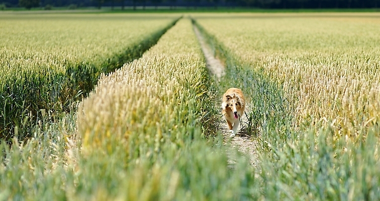 포토 JPG 해외이미지 식물 동물 백그라운드 밭 농업 자연 빨대 사람없음 초록색 여름 반려동물 노란색 성장 시골 황금 개 낟알 밀 7월 카피스페이스 해외202004 해외포토 계절 산업 컬러 포유류 곡류 공백 날짜 생태계 파일형식 이미지허브