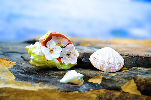 포토 JPG 해외이미지 구름 모래 파도 바다 여행 백그라운드 자연 하늘 휴가 조개 휴식 연체동물 해변 사람없음 야외 물 여름 파란색 햇빛 우주 맑음 침묵 껍질 바위 소라 오브젝트 태평양 석호 해외202004 해외포토 자연요소 계절 컬러 컨셉 날씨 어패류 무척추동물 태양 소리 돌_바위 생태계 파일형식 이미지허브