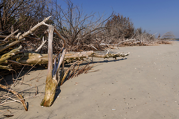 포토 JPG 해외이미지 나무 식물 공원 지구 모래 바다 섬 자연 날씨 휴가 따뜻함 그림자 사람 풍경 사람없음 초록색 물 파란색 글로벌 햇빛 환경 맑음 미국 침묵 나뭇가지 죽음 만 뜨거움 보호 습지 홍수 썰물 부식 사냥 기후변화 혼자 해외202004 해외포토 자연요소 공공시설 컬러 컨셉 북아메리카 태양 소리 변화 자연재해 생태계 파일형식 이미지허브