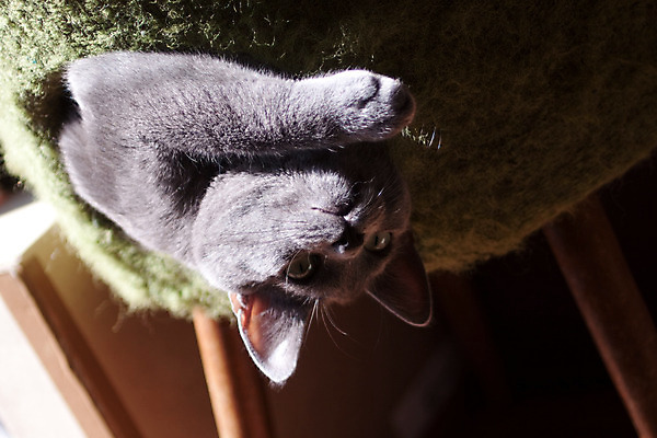 포토 JPG 해외이미지 동물 응시 가구 의자 놀이 수염 실내 그림자 사람없음 내부 초록색 반려동물 햇빛 귀 사냥꾼 팔 솜털 거짓말 양발 해외202004 해외포토 직업 시선 컬러 생활용품 신체부위 태양 파일형식 이미지허브