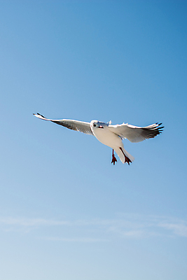 포토 JPG 해외이미지 동물 1 야생동물 백그라운드 자연 갈매기 조류 이스탄불 서기 사람없음 평화 회색 자유 흰색 도시 닫기 깃털 칠면조 고립 해외202004 튀르키예 해외포토 아시아 컬러 컨셉 모션 생태계 파일형식 이미지허브