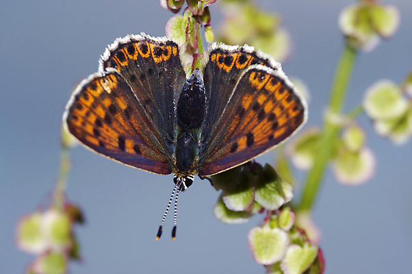 포토 JPG 해외이미지 동물 나비 곤충 날개 자연 안테나 사람없음 갈색 묘사 나방 해외202004 해외포토 컬러 통신 생태계 파일형식 이미지허브