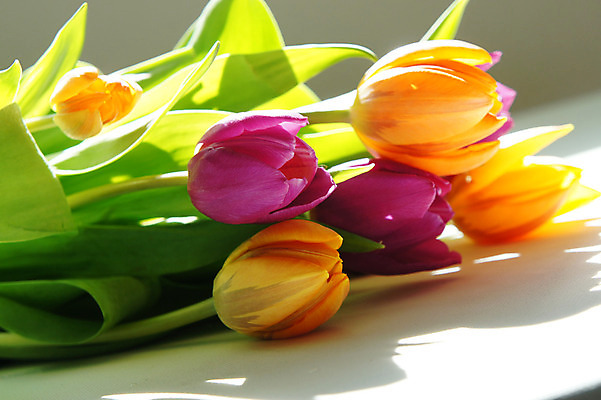 포토 JPG 해외이미지 식물 계절 꽃잎 꽃 분홍색 꽃다발 결혼 오렌지 자연 탁자 발렌타인데이 선물 사람없음 장식 초록색 빛 컬러풀 햇빛 노란색 새싹 맑음 보라색 봄 튤립 벚꽃 생일 변화 혼합 다발 꽃집 제비꽃 네덜란드 거짓말 섞기 해외202004 해외포토 기념일 유럽 컬러 가구 컨셉 과일 데이이벤트 날씨 이벤트 태양 상점 생태계 파일형식 이미지허브