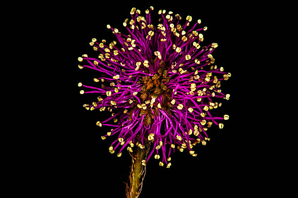 포토 JPG 해외이미지 식물 꽃 백그라운드 사람없음 정원 보라색 검은색 고양이 들꽃 닫기 고립 집게발 해외202004 해외포토 컬러 포유류 모션 반려동물 파일형식 이미지허브