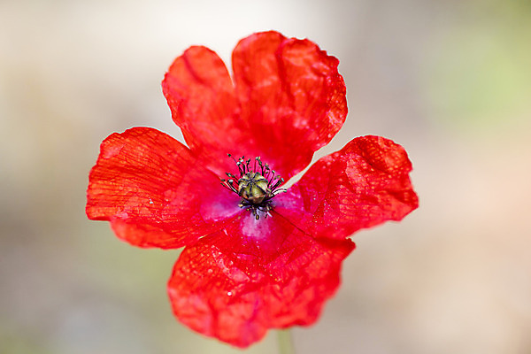 포토 JPG 해외이미지 식물 계절 꽃 줄기 잎 밭 농업 자연 벽지 불꽃 친절 사랑 풍경 사람없음 빨간색 초록색 여름 햇빛 농장 정원 침묵 일몰 놀람 봄 벚꽃 시골 땅 허브 원예 매움 양귀비 향 진홍색 내추럴 해외202004 해외포토 감정 산업 컬러 불 표정 취미 태양 노을 소리 맛 생태계 파일형식 이미지허브