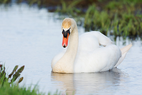 포토 JPG 해외이미지 동물 자연 조류 풍경 사람없음 물 흰색 네덜란드 배수구 해외202004 해외포토 자연요소 유럽 컬러 생태계 파일형식 이미지허브