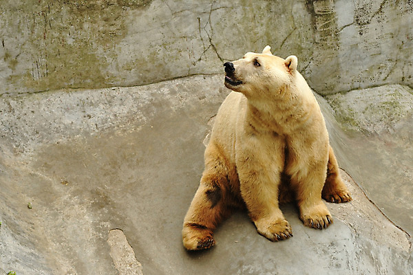 포토 JPG 해외이미지 동물 야생동물 곰 포유류 휴식 생물 털 동물원 종류 사람없음 금발 힘 에너지 흰색 위험 큼 북극 코 육식동물 봉 사냥꾼 북쪽 동물상 해외202004 해외포토 직업 헤어스타일 컬러 컨셉 신체부위 조형물 크기 극지방 방향 파일형식 이미지허브