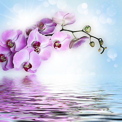 포토 JPG 해외이미지 식물 꽃잎 꽃 줄기 분홍색 백그라운드 꽃무늬 자연 휴가 사람없음 여름 봄 축하 그룹 난초 오브젝트 보케 내추럴 카피스페이스 해외202004 해외포토 계절 컬러 컨셉 무늬 공백 생태계 파일형식 이미지허브