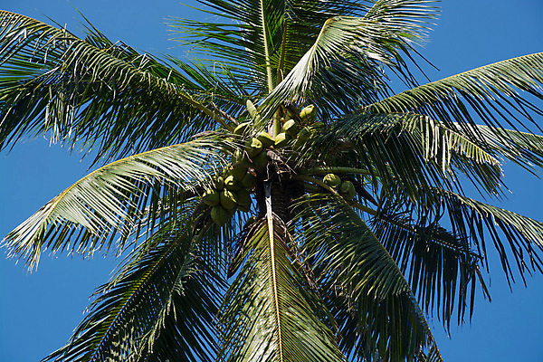 포토 JPG 해외이미지 아시아 여행 자연 열대 사람없음 12월 내추럴 스리랑카 이국적 해외202004 해외포토 나라 날짜 생태계 파일형식 이미지허브