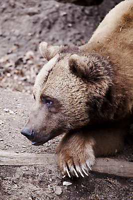 포토 JPG 해외이미지 동물 야생동물 곰 포유류 자연 털 동물원 사람없음 갈색 상승 내추럴 힘찬 해외202004 해외포토 컬러 컨셉 생태계 파일형식 이미지허브