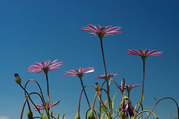 포토 JPG 해외이미지 식물 계절 꽃잎 꽃 백그라운드 꽃무늬 밭 자연 사람없음 여름 정원 보라색 봄 벚꽃 신선 데이지 내추럴 고립 해외202004 해외포토 컬러 무늬 농업 생태계 파일형식 이미지허브