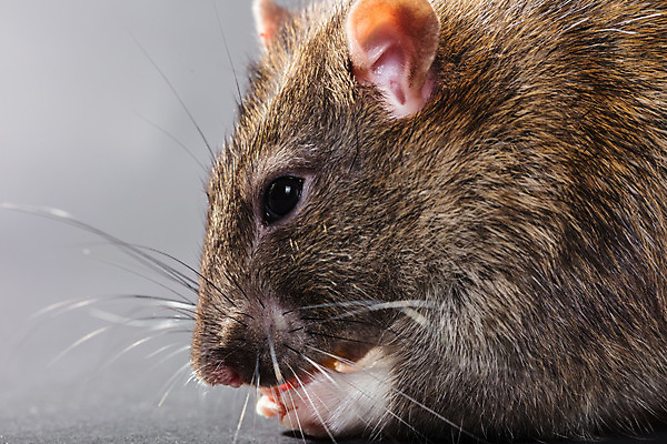 포토 JPG 해외이미지 동물 응시 얼굴 음식 백그라운드 포유류 자연 수염 털 앉기 사람없음 장식 반려동물 갈색 머리 검은색 어둠 회색 점 닫기 해충 쥐 설치류 작음 먹기 코 꼬리 귀 솜털 해외202004 해외포토 시선 컬러 모션 신체부위 벌레 크기 생태계 파일형식 이미지허브