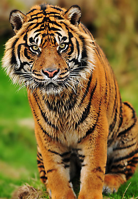 포토 JPG 해외이미지 동물 응시 시선 얼굴 야생동물 포유류 아프리카 자연 털 사람없음 머리 고양이 줄무늬 분노 표현 호랑이 닫기 보호 위험 큼 사파리 사냥 육식동물 사냥꾼 표범 노려봄 공격적 보호구역 시베리아 해외202004 해외포토 직업 감정 나라 컨셉 무늬 모션 표정 신체부위 반려동물 크기 생태계 구역 파일형식 이미지허브