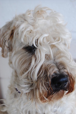 포토 JPG 해외이미지 털 종류 사람없음 개 달콤 해외202004 해외포토 포유류 맛 파일형식 이미지허브