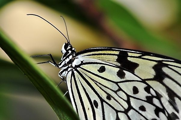 포토 JPG 해외이미지 동물 나비 곤충 날개 사람없음 옆모습 검은색 흰색 묘사 해외202004 해외포토 뷰포인트 컬러 파일형식 이미지허브