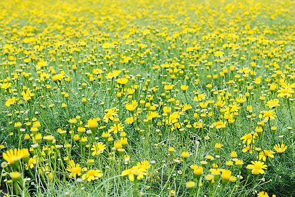 포토 JPG 해외이미지 식물 계절 꽃 백그라운드 잎 밭 자연 풍경 잔디 사람없음 초록색 여름 노란색 정원 봄 벚꽃 신선 민들레 내추럴 해외202004 해외포토 컬러 농업 생태계 파일형식 이미지허브