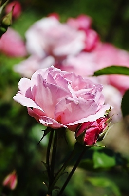 포토 JPG 해외이미지 식물 꽃 잎 자연 사람없음 여름 장미 정원 봄 벚꽃 나뭇가지 원예 내추럴 해외202004 해외포토 나무 계절 취미 생태계 파일형식 이미지허브