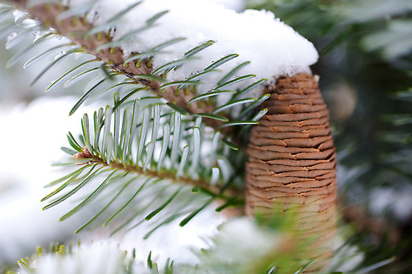 포토 JPG 해외이미지 나무 계절 크리스마스 겨울 자연 하늘 휴가 풍경 사람없음 목재 장식 초록색 갈색 평화 냉동 얼음 침묵 추위 흰색 나뭇가지 소나무 황무지 숲 순수 장면 상록수 침엽수 원뿔 해외202004 해외포토 자연요소 도형 식물 기념일 컬러 컨셉 재료 소리 생태계 파일형식 이미지허브