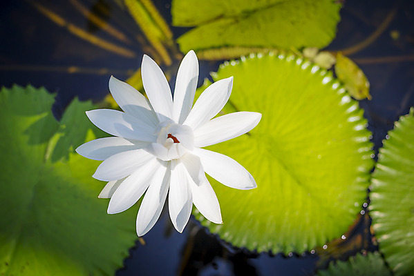 포토 JPG 해외이미지 식물 디자인 꽃 백그라운드 꽃무늬 자연 사람없음 초록색 물 노란색 정원 봄 벚꽃 흰색 신선 개화 내추럴 블러 스타일 해외202004 해외포토 자연요소 계절 컬러 무늬 생태계 파일형식 이미지허브