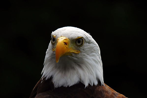 포토 JPG 해외이미지 동물 야생동물 날개 자연 조류 사람없음 옆모습 노란색 미국 힘 흰색 기도 우아함 닫기 깃털 부리 독수리 비전 대머리 사냥꾼 리갈 전국 해외202004 해외포토 직업 헤어스타일 뷰포인트 컬러 컨셉 북아메리카 모션 생태계 파일형식 이미지허브