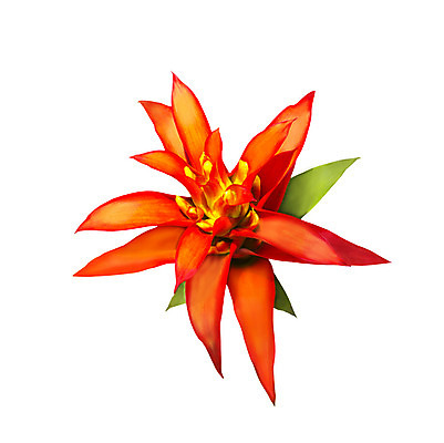 포토 JPG 해외이미지 식물 꽃잎 꽃 클리핑패스 잎 꽃무늬 자연 사람없음 장식 빨간색 여름 컬러풀 노란색 정원 봄 성장 벚꽃 자르기 꽃집 강렬 고립 해외202004 해외포토 계절 컬러 무늬 모션 상점 생태계 파일형식 이미지허브