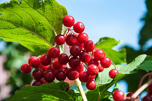 포토 JPG 해외이미지 나무 식물 계절 열매 음식 잎 농업 과일 건강 사람없음 야외 장식 빨간색 초록색 약 정원 가을 나뭇가지 맛 약초 관목 원예 조경 숙성 해외202004 해외포토 산업 컬러 컨셉 의학 취미 풀_식물 파일형식 이미지허브
