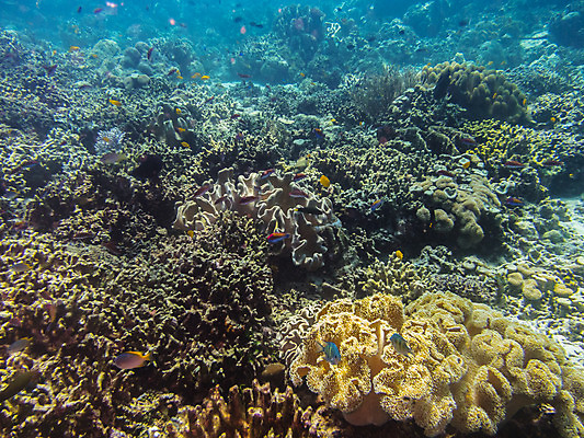 포토 JPG 해외이미지 동물 어린이 바다 여행 백그라운드 가족 자연 휴가 이집트 어류 사람없음 물 파란색 컬러풀 장비 산호 잠수부 먹기 돌고래 다이빙 지느러미 상어 깊이 이국적 해외202004 해외포토 자연요소 컬러 포유류 관계 모션 아프리카 사람 수영 수중동물 자포동물 전문직 생태계 수중스포츠 파일형식 이미지허브