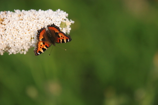 포토 JPG 해외이미지 꽃 나비 사람없음 초록색 공작 관목 수유 해외202004 해외포토 나무 식물 컬러 곤충 조류 파일형식 이미지허브