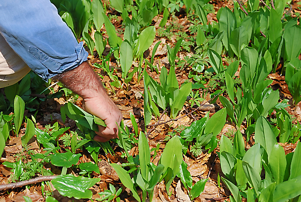포토 JPG 해외이미지 식물 손 계절 음식 줄기 잎 다이어트 채소 재료 자연 노동자 건강 마늘 사람없음 야외 목재 초록색 햇빛 환경 봄 활발 수확 성장 신선 작업 선택 맛 숲 다발 수집 먹기 향신료 유기농 내추럴 해외202004 해외포토 나무 직업 웰빙 컬러 컨셉 농업 모션 신체부위 태양 생태계 향미료 파일형식 이미지허브