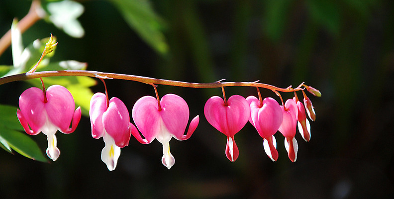 포토 JPG 해외이미지 식물 구름 계절 꽃 밭 자연 하늘 풍경 사람없음 야외 빨간색 여름 파란색 햇빛 태양 튤립 벚꽃 흰색 개화 허브 양귀비 캐모마일 해외202004 해외포토 자연요소 컬러 농업 생태계 파일형식 이미지허브