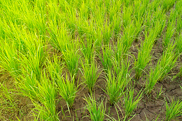 포토 JPG 해외이미지 식물 음식 여행 잎 밭 농업 곡선 자연 밥 산 동양인 풍경 사람없음 초록색 농장 환경 계곡 흙 성장 상품 땅 원예 경영 땅바닥 미얀마 생태학 해외202004 해외포토 교육 산업 아시아 선 컬러 비즈니스 바닥 인종 취미 생태계 파일형식 이미지허브