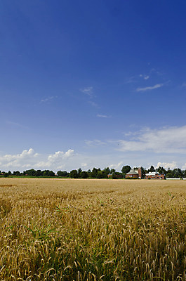 포토 JPG 해외이미지 나무 식물 구름 지구 밭 농업 자연 하늘 포도 바람 건강 옥수수 사람없음 초록색 여름 파란색 빛 농작물 태양 노란색 일출 일몰 봄 수확 가을 시골 시간 업무 황금 시리얼 밀 날것 보리 천국 8월 밭일 해외202004 해외포토 자연요소 계절 산업 음식 컬러 과일 날씨 곡류 노을 작업 날짜 생태계 파일형식 이미지허브