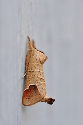 포토 JPG 해외이미지 동물 곤충 자연 사람없음 야외 파란색 문 야간 동물상 해외202004 해외포토 자연요소 컬러 조형물 생태계 파일형식 이미지허브