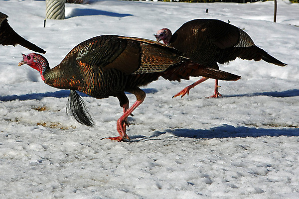 포토 JPG 해외이미지 동물 남자 야생동물 음식 크리스마스 날개 자연 조류 휴가 육류 사람없음 빨간색 농장 갈색 머리 검은색 저녁식사 전시 가을 숲 11월 깃털 꼬리 사냥 부리 추수감사절 칠면조 해외202004 해외포토 계절 기념일 기독교 컬러 농업 식재료 사람 신체부위 식사 날짜 생태계 파일형식 이미지허브