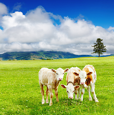 포토 JPG 해외이미지 주간 세마리 풍경 사람없음 야외 농경지 가축 목장 시골 소 방목 송아지 해외202004 해외포토 자연요소 동물 새끼 포유류 3 농장 축산업 파일형식 이미지허브