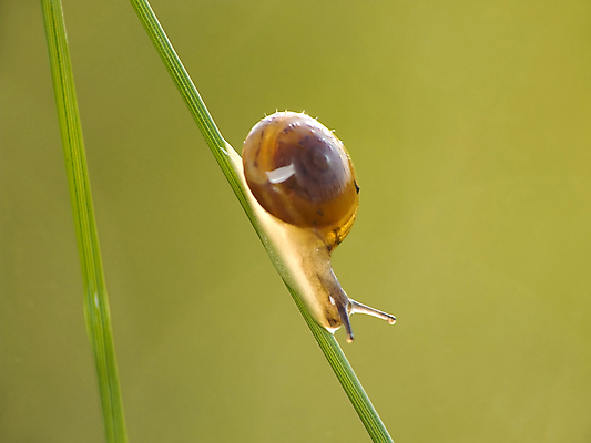 포토 JPG 해외이미지 동물 뿔 사람없음 초록색 갈색 껍질 해충 달팽이 초식 해외202004 해외포토 컬러 연체동물 벌레 파일형식 이미지허브