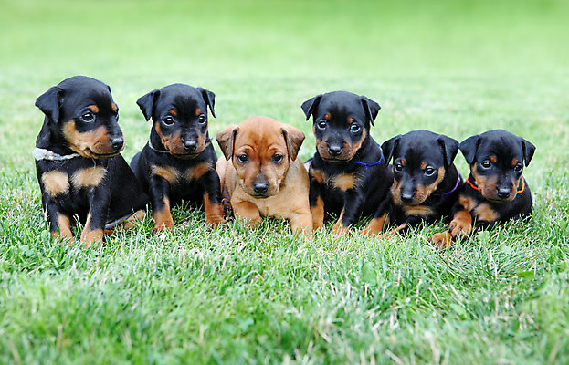 포토 JPG 해외이미지 동물 응시 여자 남자 포유류 가족 자연 친절 실내 사람없음 빨간색 초록색 반려동물 갈색 검은색 봄 활발 미니어처 관찰 개 강아지 작음 만족 자매 형제 노려봄 송곳니 기르기 미니 유래 해외202004 해외포토 시선 계절 감정 컬러 컨셉 관계 모션 표정 사람 내부 모형 치아 크기 생태계 돌봄 파일형식 이미지허브