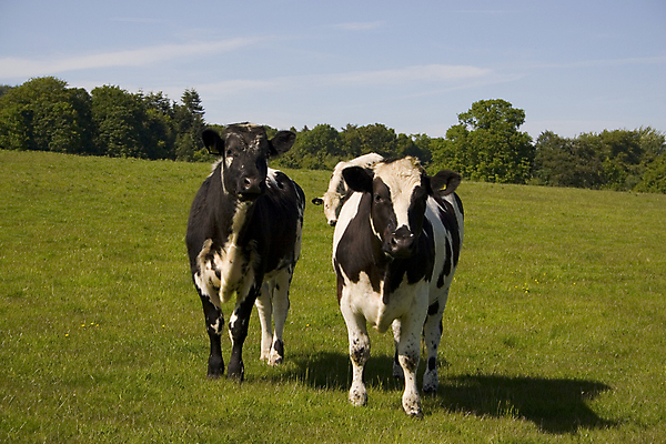 포토 JPG 해외이미지 동물 밭 포유류 사람없음 농장 소 군중 호기심 해외202004 해외포토 감정 컨셉 농업 사람 파일형식 이미지허브